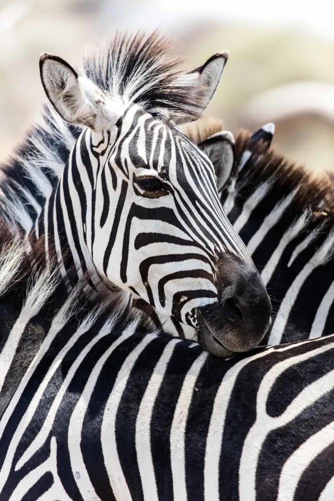 Zebra på safari i Tanzania - rejser med DanExplore