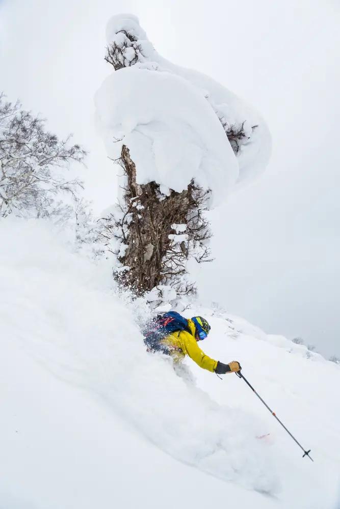 Powder skiløb Japan med mushroom træ