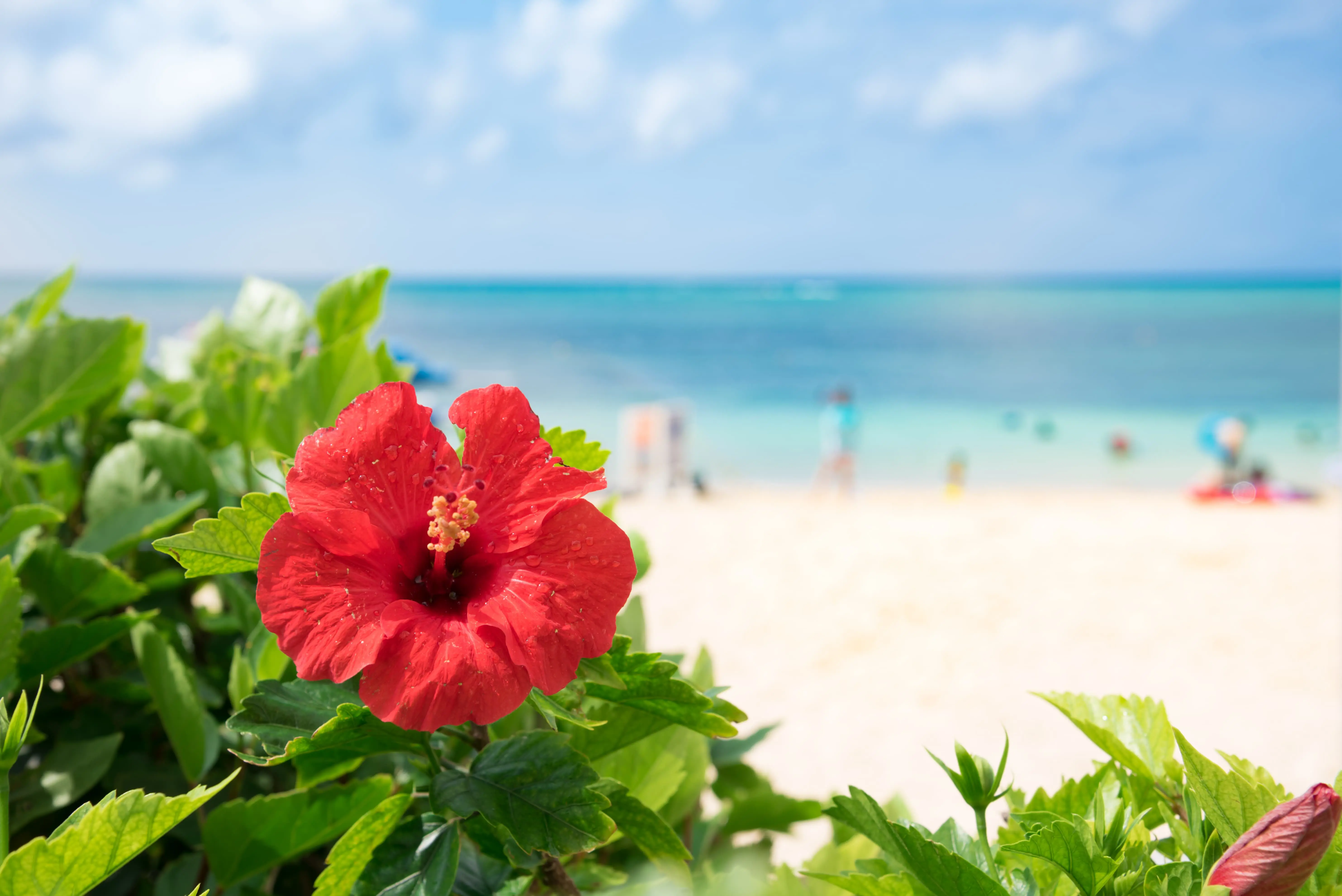 Badestrand på Okinawa i Japan