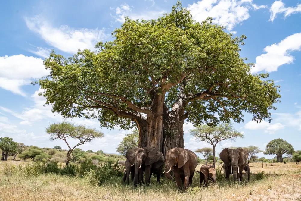 Safari blandt Baobab træer og elefanter i Tarangire National Park i Tanzania