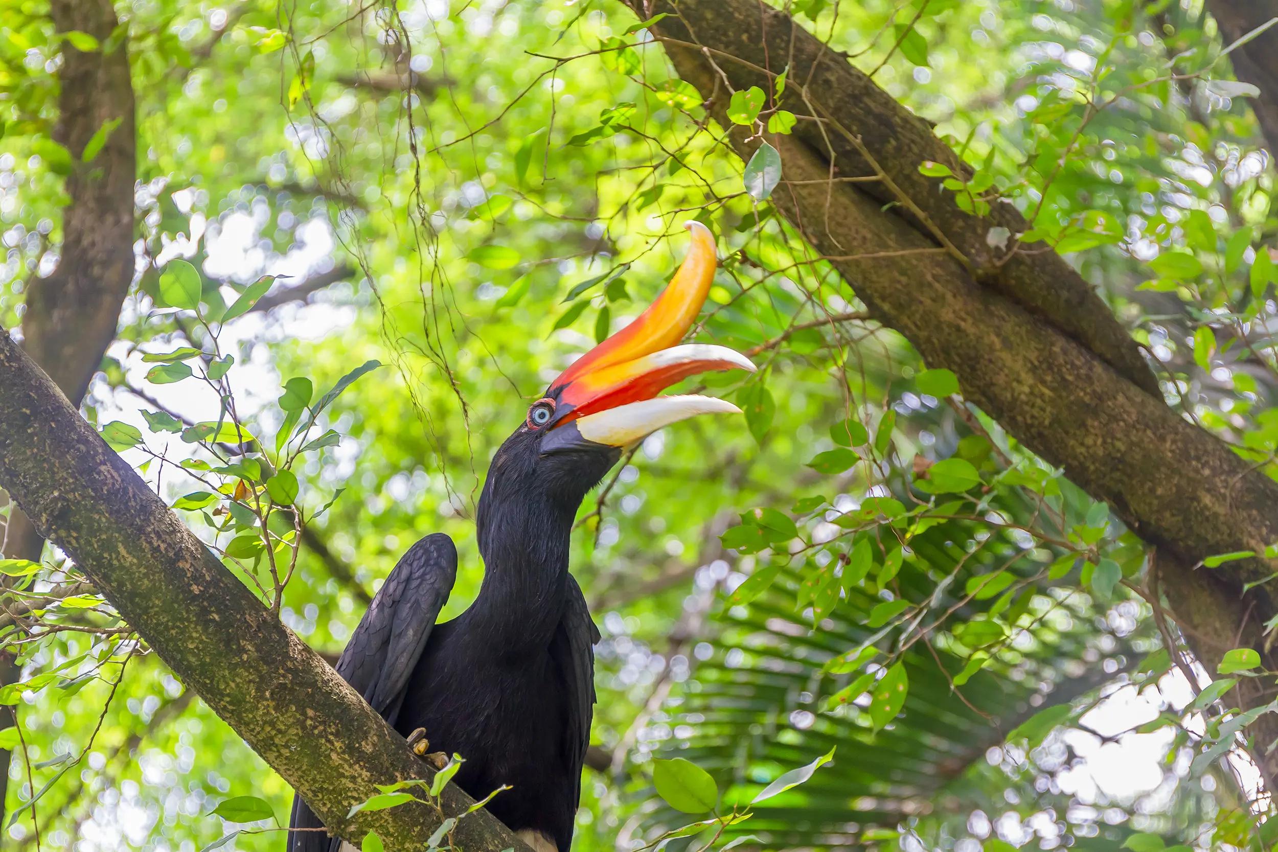 Hornbill på Borneo, Malaysia