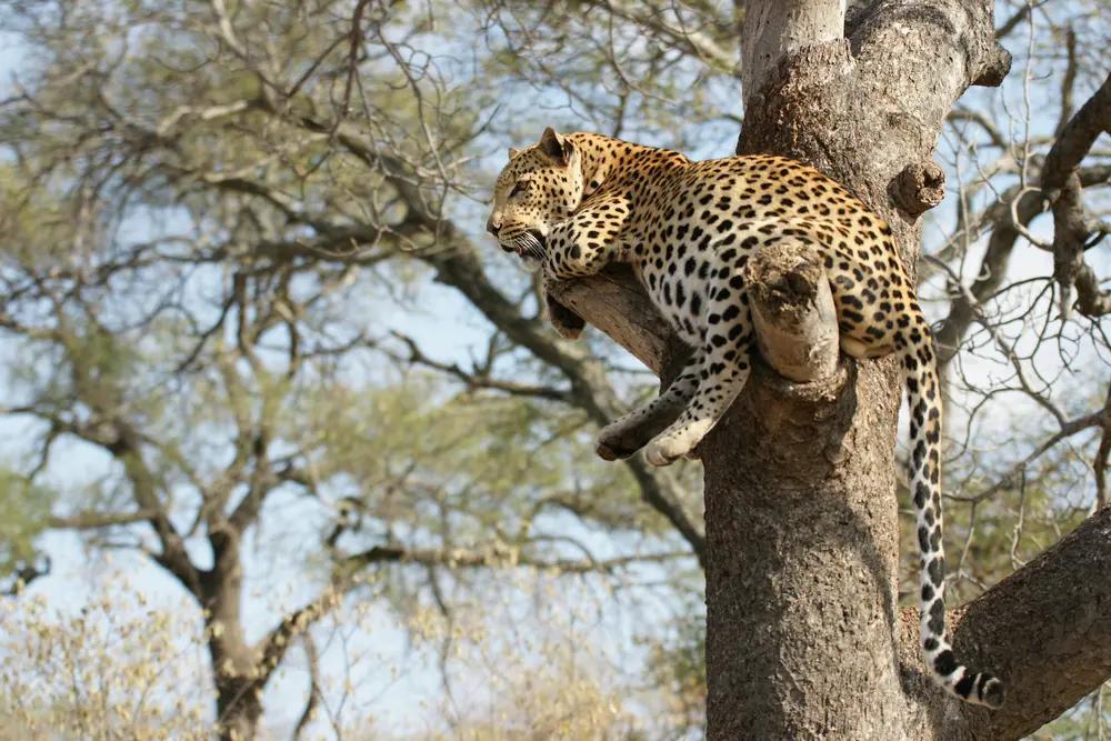 Leopard i træ på safari i Tanzania